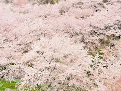 2016年 母を伴い温泉旅行 母に見せたい “みちのくの桜”  2 桜色の雲海に(*ﾟ◯ﾟ*) 桜坂に(*^▽^*)　岳温泉と二本松城 　　桜・桜を追いかけて(^□＾）