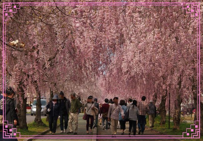 仙台市街地あたりの桜シーズンは終わってしまったが、今年はもうちょっと足を延ばして、お花見に出かけてみようか・・・。<br /><br />冬に、喜多方を訪れた時に貰っていた観光パンレットの中に、ひときわ目を惹く桜の名所があった。<br /><br />３ｋｍにもおよぶ、ピンク色のしだれ桜だけが続く並木道・・・ソメイヨシノもいいけれど、いつもとちょっと違う桜風景が新鮮で・・・かなりインパクトのある写真だった。しだれ桜だけで３ｋｍって、結構すごいかも〜〜！<br /><br />アクセスを調べてみたら、喜多方駅から徒歩５分ほどのところ・・・とわが家向き。<br /><br />喜多方までは、直行で行けないのでちょっと時間がかかるけど・・・満開とお天気のタイミングが１６日（土）にぴったり合ったので、早起きして連れ合いとお出かけしてみた。<br /><br />喜多方観光物産協会<br />http://www.kitakata-kanko.jp/