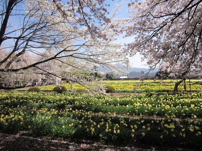 年度末の忙しさがおさまった4月。<br />ちょうど桜がきれいな季節だし、どこか行きたいなぁ…。<br />ということで、日帰りお花見ひとり旅に行ってきました！<br />目的地は、山高神代桜・わに塚の桜・新府の桃畑。<br />交通手段は電車・バス・レンタサイクルです。<br />当日は良い天気で、結構体力を使いましたが、大満足の一日になりました(*^-^*)<br /><br />初めての旅行記の投稿です。<br />読みにくいところも多々あるかと思いますが、お付き合いいただけると嬉しいです。