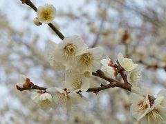 梅を求めて＊枚方・意賀美神社と私市・大阪市立大学理学部附属植物園