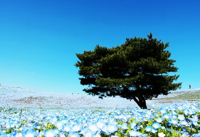 やっぱり青が好き 天空の瑠璃唐草 ネモフィラ と化石海岸 Whole Blue World ひたちなか 茨城県 の旅行記 ブログ By ウェンディさん フォートラベル