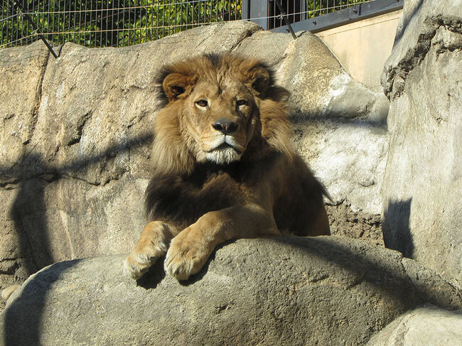 正月休みに18切符で、関西の動物園めぐりをした時に、1枚切符があまったので<br />日帰りで静岡まで行ってみました。<br />まとめて一気に旅するのではなく、小分けして使うのもアリですね。<br /><br />こちらの動物園は、わりと最近リニューアルしているので<br />展示方法がとても良くて、お薦めです。<br />東静岡の駅前からバスも出ているので、アクセスもわりと良いですよ。