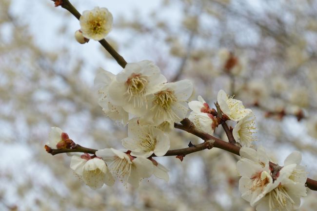 どこかに梅は咲いていないかと探して枚方方面に行ってきました。<br />このときは、まだ３分咲きくらいかなという感じでしたが。