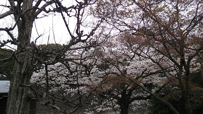 １泊２日で行く目黒川の桜・皇居乾通りの桜・御柱祭を楽しむ旅パート２