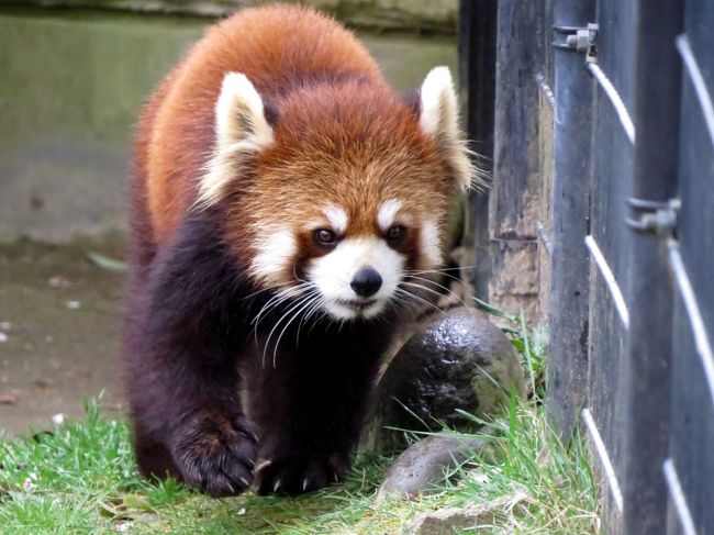 東北遠征２日目の今日は仙台市八木山動物公園を訪問です。<br />一昨年のコウメちゃん＆スモモちゃんの公開初日に、園のなんの工夫もない、何の考えもない理不尽な観客誘導に心底がっかりして観覧を切り上た時以来ですから約１年半ぶりの訪問です。<br /><br />今日はもともと飛行機の時間の関係で長居が出来ない前提で来ましたが、更に時折の大雨と強風、そして、それに伴う寒さに負けて本当に短い滞在となってしましました。<br /><br />でも、超絶可愛らしいクルミお母さんと娘のスモモちゃんに会えましたし、カイ君とポーラちゃんのとても楽しいシーンにも出会えたので満足です。<br /><br /><br />これまでのレッサーパンダ旅行記はこちらからどうぞ→http://4travel.jp/travelogue/10652280