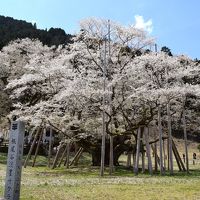 根尾谷の薄墨桜と桜の名所を訪ねる１０００ｋｍの旅