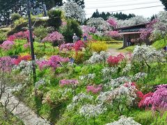 桃源郷といわれている「上中の しだれ桃の里」