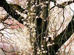 Japan　枝垂れ桜の巨木をめざして清雲寺　～ミツバチばあやの冒険～