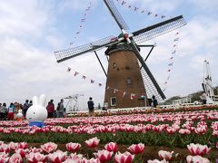 オランダ～オランダ～チューリップの花が～♪佐倉チューリップフェスタ2016に一人ップ