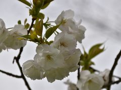 青葉の森公園の桜（１）