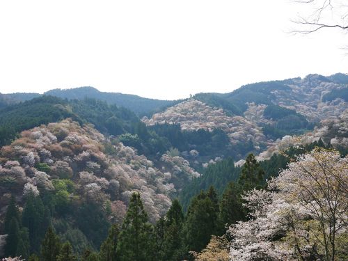 高木聖鶴 かな 色紙 吉野 桜 奈良