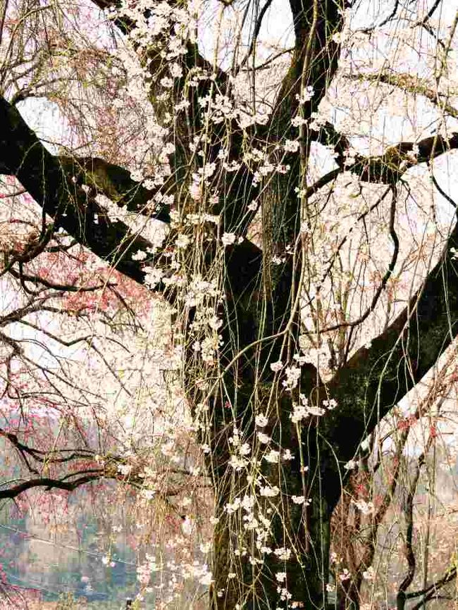 うふ、源氏物語絵巻みたいなのが撮れたわ。<br /><br />ハイキング大好きの女性が一番好きなコースを聞かれて<br />影森から清雲寺を経て武州中川へと答えていたのを思い出し<br />ならばしだれ桜の咲くのを待ってと思ってると季節の変わり目って寒くなったり暖かくなったりなかなか難しい。<br />その上唐辛子爺やお友達の都合も勘案してたら期を逃しさう。<br />なので空いた時間にひとりでそれっとお出かけしてしまひました。<br />なにせ思い立ってから数年はたっていますのぢゃ。<br /><br /><br />★Japan　～ミツバチばあやの冒険～　日本編サイトマップ<br />http://4travel.jp/traveler/tougarashibaba/album/10453406/<br /><br />