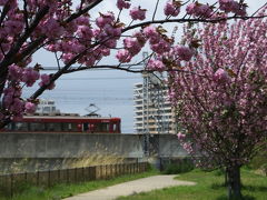 枚方市駅周辺をぶらりと八重桜とハナミズキ！2016年