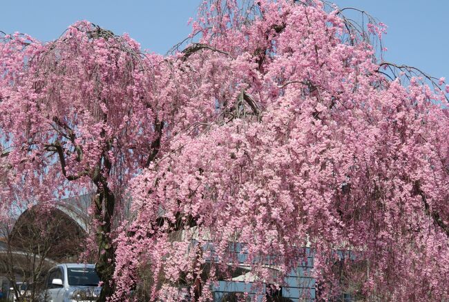 2016春、信州の桜と城(1/28)：4月15日(1)：春日城(1)：八重紅枝垂、染井吉野