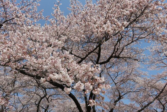 2016春、信州の桜と城(2/28)：4月15日(2)：春日城(2)：染井吉野、空堀、本丸跡