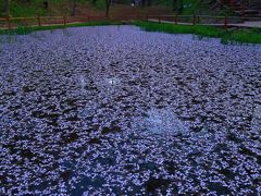 長野　桜めぐり～高遠城址公園の高遠小彼岸桜　2016