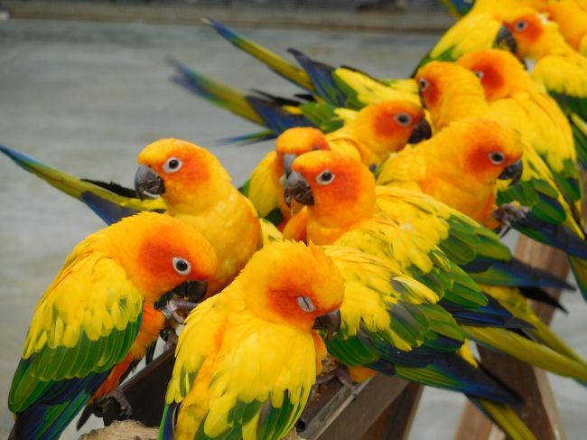 掛川花鳥園:<br />リニューアル工事を行っていた、インコのスイレンプールが新しくなり、<br />3月の下旬にリニューアルオープンした為、早速行ってきました。<br />ゴールデンウィーク前の平日だった為、園内は空いていて、良かったです。<br />(ちょうどTVの取材が来ていたので、何度か撮影の人達に出くわしました。)<br />お昼過ぎから閉園時間まで、ゆっくり楽しむ事が出来ました。<br /><br />表紙の写真は、閉園時間近くのインコ達の食事風景です。<br />なかなか迫力のある写真が撮れて、良かったです。