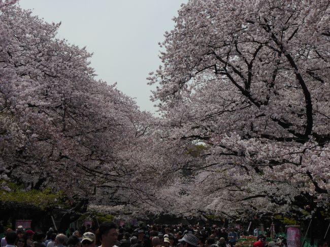 春爛漫の「上野公園」♪