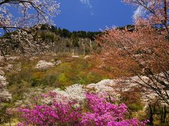 桜、櫻、サクラ、まだまだ追いかけます！２０１６