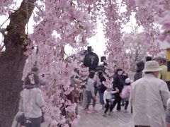 日中線廃線跡のしだれ桜