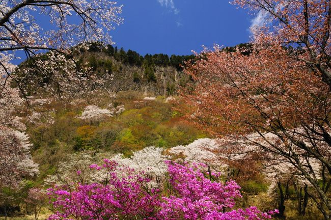 サクラ、今年はお天気に恵まれず、不完全燃焼！<br /><br />あきらめの悪いオッサンは、サクラを追い求めて走り回ります。去年に続いて困ったときの奈良のサクラ（笑）を見に行きました。今日は午前中まで雨の予報でしたが、午後からは晴れるということで、少し遅めにスタートしました。<br /><br />まず、屏風岩公苑を目指しました。ススキで有名な曽爾高原のある曽爾村にあります。<br /><br />そこから、もう少し南側の高見の郷に行きます。そして、帰り道、奈良公園に寄ってきました。<br /><br />お天気もよくて、無事締めくくることが出来ました。