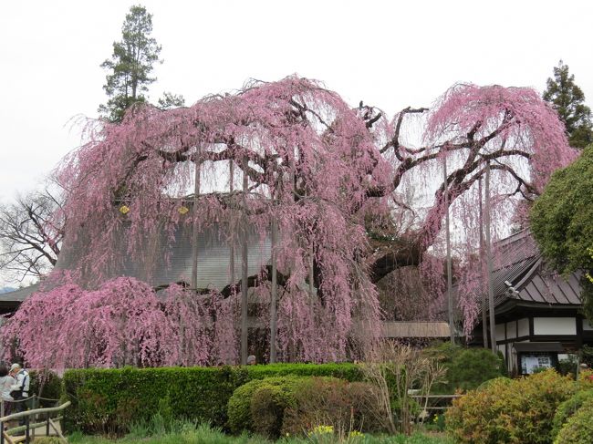 本当は、桃の花を見に行くつもりでいたのです。<br />しかし３月になって連日の寒い日曇空。<br />晴れたら、きっと暖かい。<br />天気を待っていれば、一気に桃の花も咲くから。<br />だけど、待てば待つほど寒い日々ばかり。<br />桃の開花は遅れているようです。<br /><br />こうなったら、桜に変更。<br />いろいろ調べた結果。<br />枝垂れ桜で有名な慈雲寺・もうひとつ周林禅寺<br />電話で確認したら、今が見頃とのこと。<br />ラッキーです！<br /><br /><br />