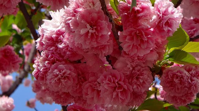 上巻から続きです。<br /><br />写真は、松前琴糸桜と云う品種の桜です。