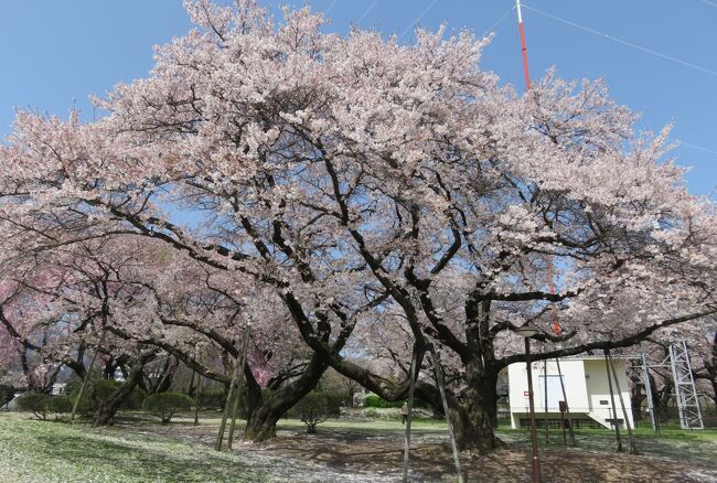 2016春、信州の桜と城(3/28)：4月15日(3)：春日城の桜(3)：染井吉野、小彼岸桜