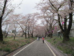 妙義・赤城の桜