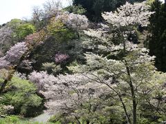 全国の桜が楽しめる多摩森林科学園（その１）