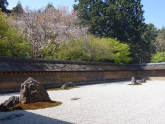 龍安寺の枝垂桜も外せません。ここの駐車場の枝垂桜は隠れた名所です。
