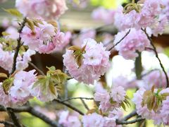 全国の桜が楽しめる多摩森林科学園（その２）