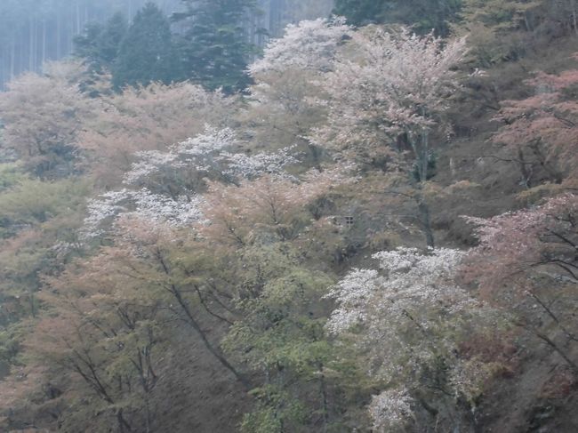 吉野山の奥千本の桜を見に行きましたが前夜の強風で散ったあとでした。