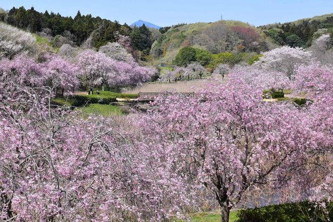茨城県石岡市の「常陸（ひたち）風土記の丘」の中にある水際公園の枝垂れ桜が満開になっています。<br /><br />ソメイヨシノの花もまだ残っていて、二つの桜を楽しむことができます。<br /><br />
