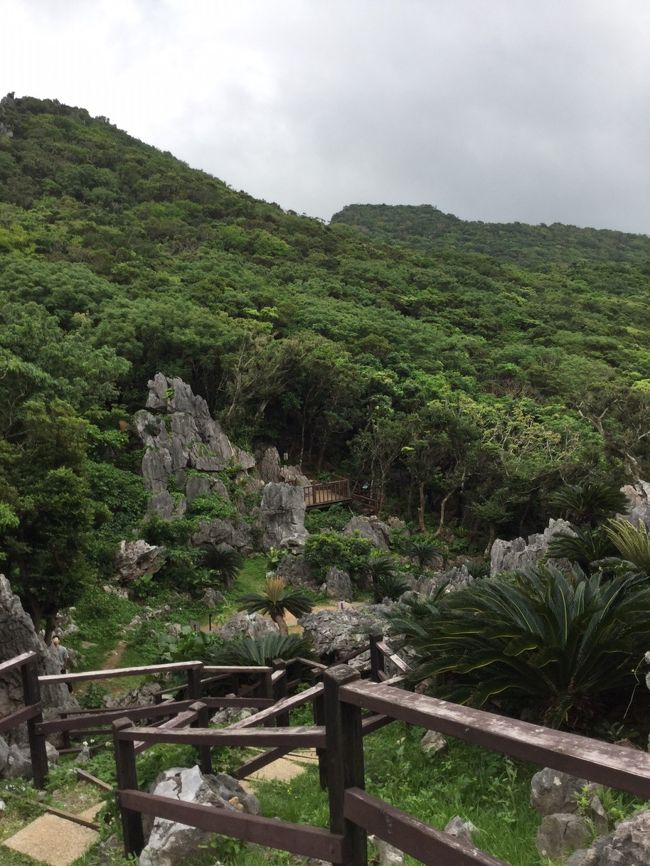 リベンジ沖縄旅行2日目。<br /><br />今日はこの旅のメインイベント「大石林山」へ向かうべく北部へGOGO!!<br />自然の凄さを感じ、今帰仁城跡ではまたしても猫ちゃんに癒され、<br />鳥好きな私としてはマストな場所「ネオパークオキナワ」では沢山の鳥に狂喜乱舞。<br /><br />だがしかし・・・<br />出発前のお天気予報ではそれまでの雨続きから変わり、連日晴れの予想。<br />だったのに・・・前夜天気予報を調べたら、まさかの雨〜〜〜〜〜〜！？！？！？で<br />テンションだだ下がり。<br /><br />「ああ・・・晴れてたら・・・」海がもっと綺麗だったのに。<br />空が綺麗だったのに、眺める景色が素晴らしかったのかもしれなかったのに、と<br />常に語尾に「晴れてたら・・・だったのに」がついた一日でした。<br /><br />それにしても、沖縄って奥が深い場所ですね〜。<br />色々な場所で色々な表情を見ることが出来る本当に素敵な場所です。