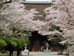 2016 “湖国”近江桜巡り【２】 ～遥か万葉の時代から続く大寺が桜色に染まり・・・「三井の晩鐘」で知られる名刹・三井寺へ～