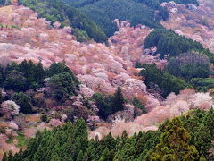 春爛漫　壮観　絶景　吉野の桜