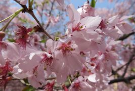 2016春、信州の桜と城(6/28)：4月15日(6)：高遠城(2)：小彼岸桜、高遠閣、空堀