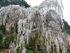 奈良の桜名所めぐり（その３）長谷寺、大野寺、室生寺