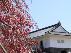 桜の霞城公園