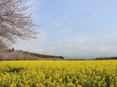 やっと実現、西都原古墳の桜と菜の花を見る旅