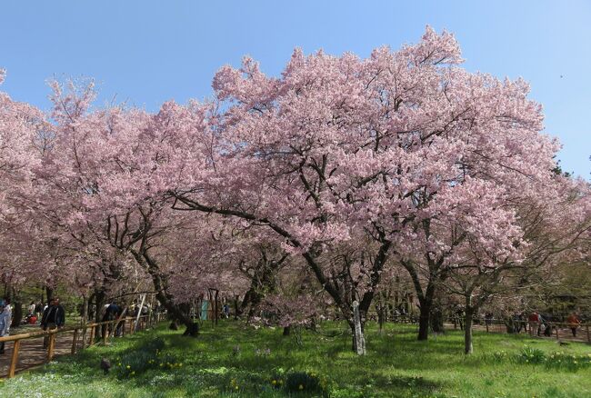 高遠城址の小彼岸桜の紹介です。