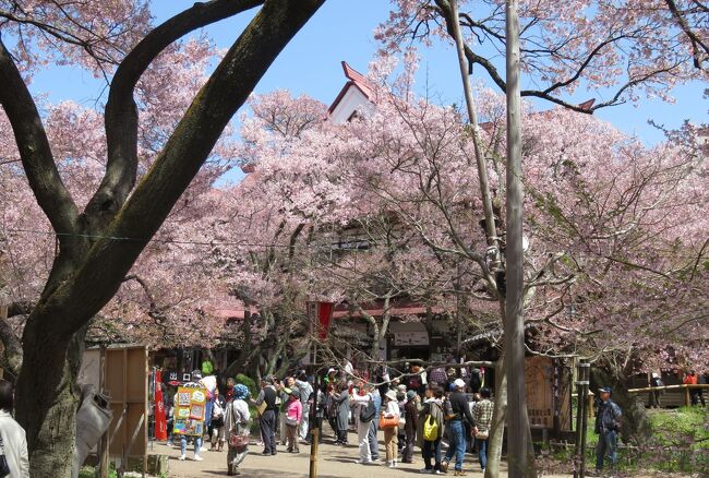 高遠城址の小彼岸桜の紹介の締め括りです。高遠城址の見学の後、この日三つ目の桜名所、須坂市の臥龍公園に向かいました。