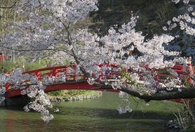 須坂市にある日本桜名所百選の臥龍公園の桜の紹介です。