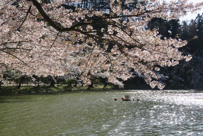 桜百選の臥龍公園の桜の紹介です。