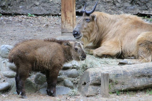 多摩動物公園に前回訪れたのは、去年2015年８月。<br />そのときまで子パンダ３頭わらわらをなるべくたくさん見ておきたくて、せっせと多摩動物公園に通うようにしたつもりですが、しばらく間が空いてしまった間に、2015年12月にライライが福島県二本松市にある東北サファリパークへ、そして今年2016年２月にフーフーが山口県周南市の徳山動物園動物園にお婿入りしてしまいました。<br />それぞれのお別れ会にも行けず、寂しくて、なかなか多摩動物公園に足を向ける気にならなくなってしまいました。<br /><br />そのため今回、昭和記念公園とのはしごで、ぜひとも多摩動物公園に行くんだと強い動機付けになったのは、むしろゴールデンターキンの赤ちゃんが見たかったからでした。<br />可愛かったです、赤ちゃんのメイちゃん！<br />レッサーパンダ・ブロガーさんの記事で見たような、お母さんの股くぐりをするにはもう大きくなりすぎていましたが、まだまだちっちゃくて、ぬいぐるみみたいな少々もじゃっとした毛並みで、やんちゃでした！<br />赤ちゃんらしいおぼつかない、というか、どこか用心深い動きもしていた一方で、ハイテンションでぴょんぴょん飛び跳ねたり、くるくる回ったりしていたそのギャップも、しびれました@<br /><br />レッサーパンダの方は、３頭の子パンダわらわらが見られなくなっても、多摩動物公園にはまだ７頭もいるんでした！<br />そしてやっぱりみんな可愛いかったです！<br />もう恋の季節は終わりましたが、フランケンとあずきちゃん、ルンルンとララちゃん、そして14時半まではブーブーと花花（ファンファン）さんの３組がまだ同居してまいした。<br />ブーブーと花花さんは、私が到着したときは、出入り自由のバックヤードの中にほとんどいたので、ちらっと見えたきりでしたが、どちらももうお年寄りなので、仕方がありません。無理しないでもらうのが一番。<br />そして14時半から交代ででてきた子パンダ・ヤンヤンとあわせて、写真が撮れたのは６頭だけど、７頭全員に会えました！<br /><br />ヤンヤンは、もともと垂れ目なかんじで、整った可愛らしい顔つきをしていましたが、双子の弟のフーフーや同い年のライライと一緒のときは、体も一番大きくて、頼もしいお兄ちゃんに見えました。<br />一匹暮らしとなったヤンヤンは、リンゴタイムでもライバルがいないくなったし、ライライやフーフーにバトルをしかけられることもなくなったせいか、動きがとってもゆっくり、おっとりになりました。<br />表情も、逆にちょっと幼いかんじになり、さらに可愛くなっていました。<br />フランケンとあずきちゃんや、ルンルンとララちゃんは、まだまだ繁殖の現役だと思いますが、ヤンヤンに新しい個体紹介ができていたこともあり、ヤンヤンは次世代の跡継ぎとして期待を背負っているようです。<br />ぜひ早く伴侶となるお嫁さんが来るといいなと思います。<br /><br />ちなみに、ゴールデンターキンのメイちゃんのお兄ちゃんのヨーテンくんは、去年2015年12月に、なんと不慮の事故で亡くなっていました。まだ１歳でした。<br />本日、多摩動物公園に訪れて、ヨーテンくんの紹介がないので、どうしたのだろうと思って、帰宅してから調べてみて、４ヶ月も前に亡くなっていたことを知り、ショックを受けました。<br />いまさらながらヨーテンくんの冥福を祈るとともに、ヨーテンくんに負けないくらいやんちゃんなメイちゃんが似たような事故に遭わずに、お兄ちゃんの分まで元気に生き続けることを願ってやみません。<br /><br />＜今年2016年もチャレンジできた昭和記念公園のチューリップと多摩動物公園はしごの１日の旅行記のシリーズ構成＞<br />□（１）今年も広角・超広角・望遠の３本のレンズでチューリップ・リレー<br />□（２）春の野花や花木は２つの公園でチューリップや動物撮影の合間に<br />□（３）午後からは動物園でアジアとオーストラリア圏の動物たちを目指して～シンリンオオカミからワラビーたち＆シマオイワワラビーの赤ちゃんにも会えた@<br />■（４）動物園でのミッションNo.１のレッサーパンダ～同居のペア３組と可愛くのんびり屋さんになったヤンヤン＆ミッションNo.２のゴールデンターキンの赤ちゃん特集<br /><br />多摩動物公園の公式サイト<br />http://www.tokyo-zoo.net/zoo/tama/<br /><br />＜タイムメモ＞<br />07:40　家を出る<br />08:55　西立川駅に到着<br />09:30　昭和記念公園に入園<br />（入園まで30分待ち）<br />09:45-10:25　チューリップ（広角ズームレンズ）<br />10:25-10:45　休憩<br />10:45-11:30　チューリップ（超広角ズームレンズ）<br />11:30-12:30　チューリップ（望遠レンズ）<br />12:40　昭和記念公園を出る<br />12:51　西立川駅発東京行きJR青梅線に乗車<br />13:09　立川南駅発モノレールに乗車<br />13:25　多摩動物公園に入園<br />13:40発の園内無料シャトルバスに乗車<br />（時間帯によるがほぼ10分おきに発車）<br />13:45-13:50　ゴールデンターキン<br />13:55-14:45　レッサーパンダ<br />（14:30頃　リンゴタイム）<br />14:50-15:20　ゴールデンターキン<br />（オーキ母さんとメイちゃん）<br />15:20-15:30　休憩<br />15:30-15:35　シンリンオオカミ<br />15:45-16:00　レッサーパンダ<br />16:00-16:10　ユキヒョウ<br />16:10-16:15　オランウータン・アムールトラ<br />16:20-16:30　コアラ館<br />16:35-16:45　ワラビー<br />（パルマワラビー＆シマオイワワラビー）<br />17:00　多摩動物公園を出る<br />18:50頃　帰宅<br /><br />※これまでの動物旅行記の目次を作成済。随時更新中。<br />「動物／動物園と水族館の旅行記～レッサーパンダ大好き～　目次」<br />http://4travel.jp/travelogue/10744070<br /><br />※また、これまでの多摩動物公園とアクセス編の多摩モノレールの旅行記のURL集をラストの写真コメントの最後に記載しました。<br />