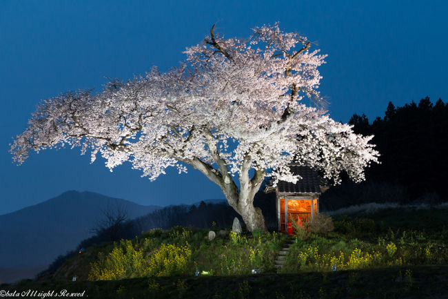 2016年、福島県の桜紀行。<br />例年より、10日ほど早く、近場の桜はあっという間に咲いて、散ってしまいました。<br />福島県は広いので、まだ見ぬ桜を求めて、あちこちにお邪魔。<br />いろいろな一本桜にめぐり合うことが出来ました。