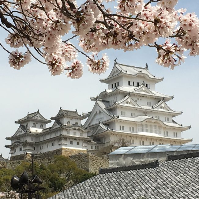 姫路城 今年の桜は綺麗かった 姫路 兵庫県 の旅行記 ブログ By サプライズさん フォートラベル 姫路城 今年の桜は綺麗かった 姫路 兵庫県 の旅行記 ブログ By サプライズさん フォートラベル