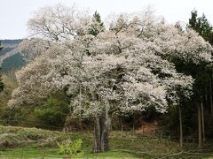 享保時代に藩の圧政に耐えかねた農民一揆で鎮圧され１００名余りが処刑された菩提を弔うために植えられた桜森湯谷のエドヒガン桜