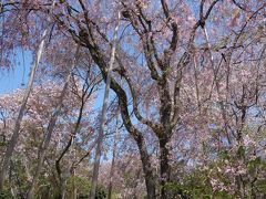 龍安寺の奥庭の枝垂桜。満開でした。